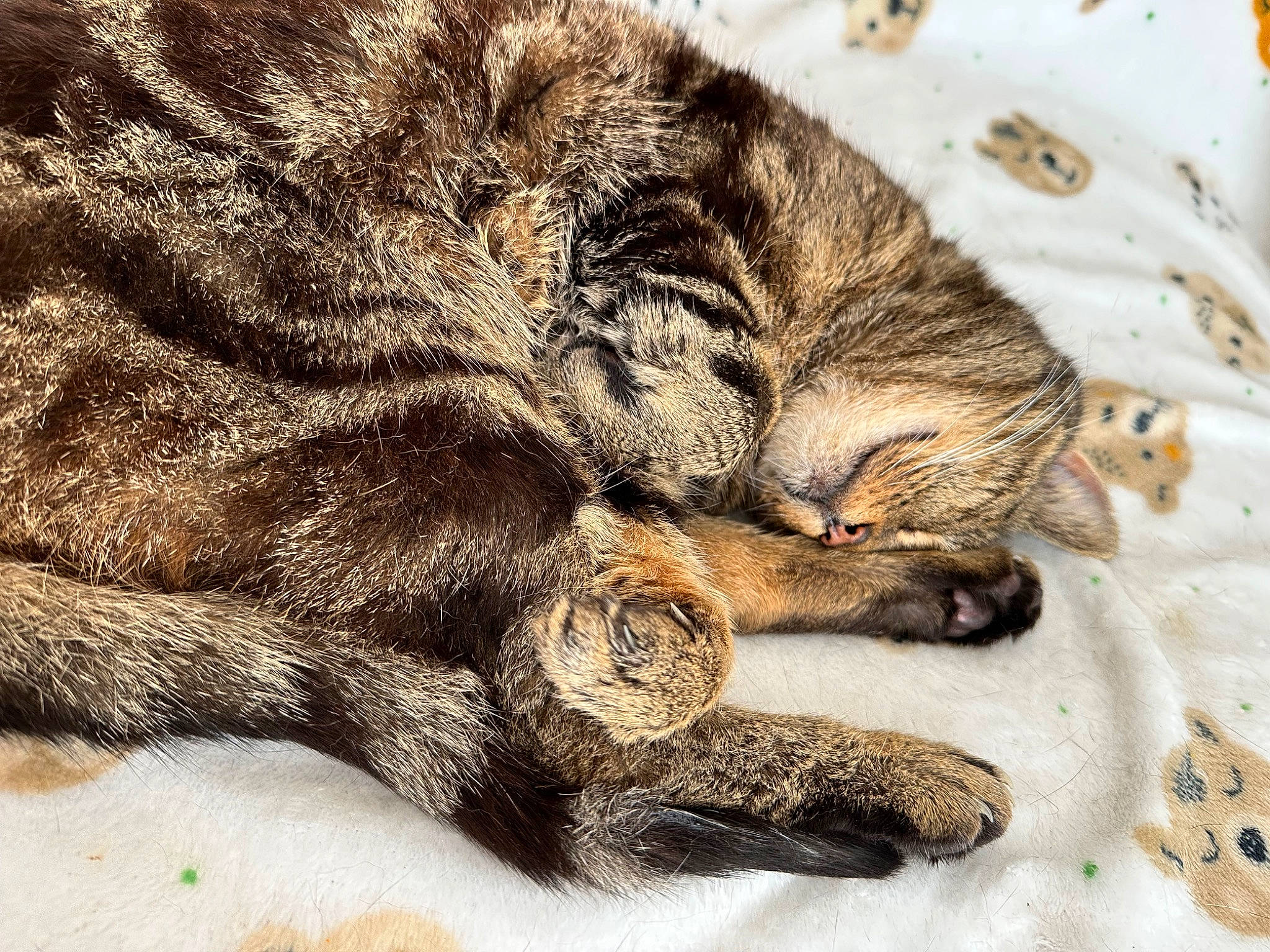 Rooney is registered to the contest to win money with this photo: carnivore, cat, claw, close_up, comfort, domestic_short_haired_cat, fawn, felidae, foot, fur, mammal, nap, paw, small_to_medium_sized_cats, snout, tail, terrestrial_animal, whiskers, wildlife, wood