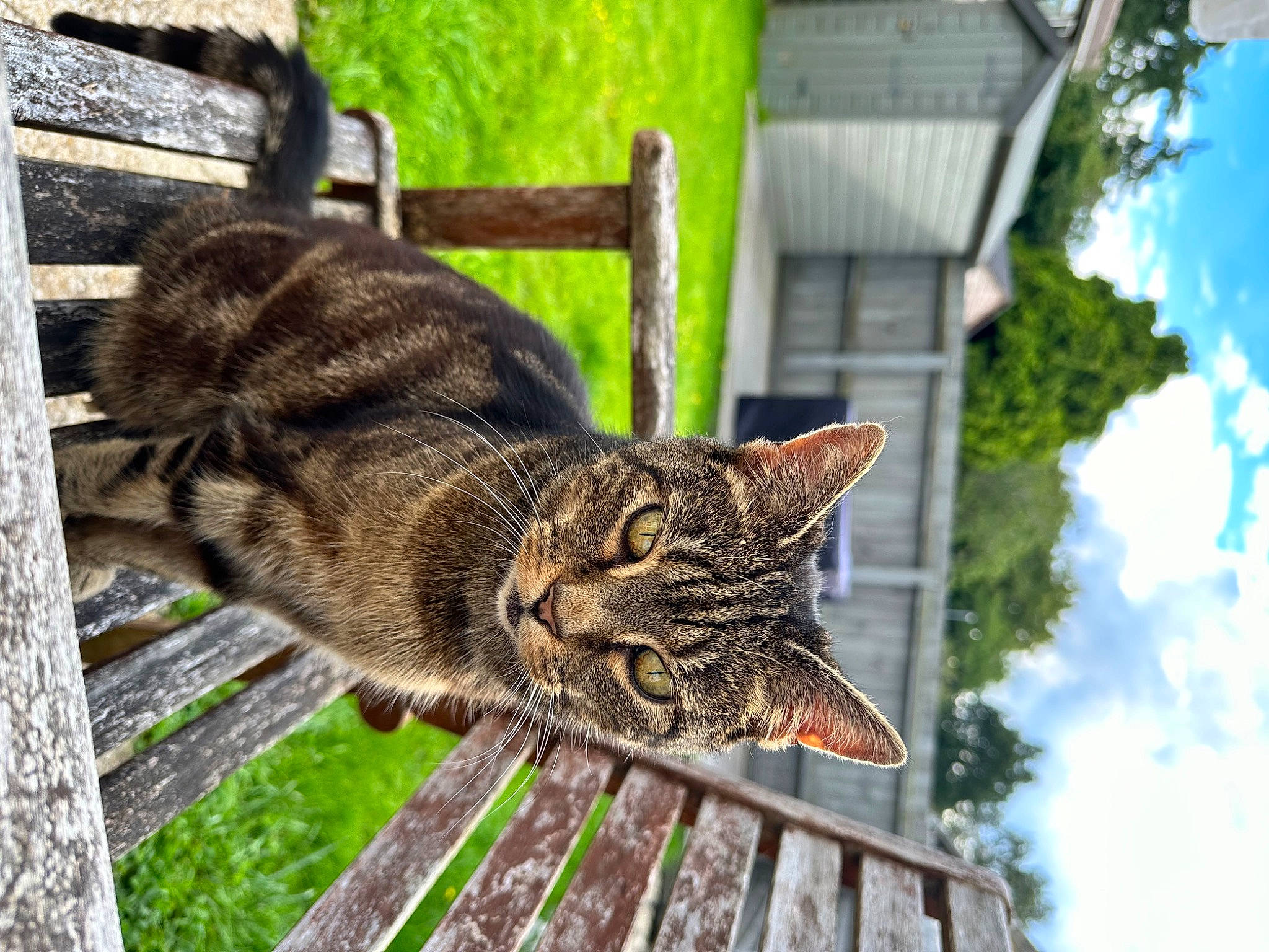 Rooney is registered to the contest to win money with this photo: branch, carnivore, cat, cloud, domestic_short_haired_cat, fawn, felidae, fur, grass, plant, sky, small_to_medium_sized_cats, snout, tail, terrestrial_animal, tree, twig, whiskers, window, wood