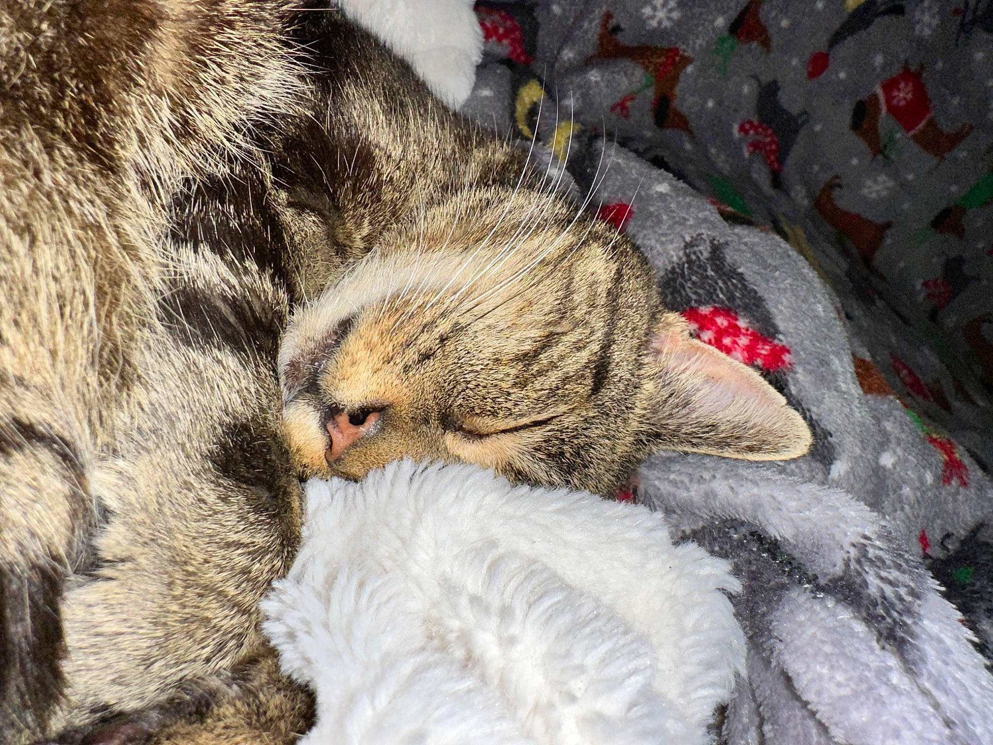 Rooney is registered to the contest to win money with this photo: carnivore, cat, claw, comfort, domestic_short_haired_cat, fawn, felidae, fur, grey, linens, nap, pattern, paw, sleep, small_to_medium_sized_cats, snout, tail, terrestrial_animal, whiskers, wildlife
