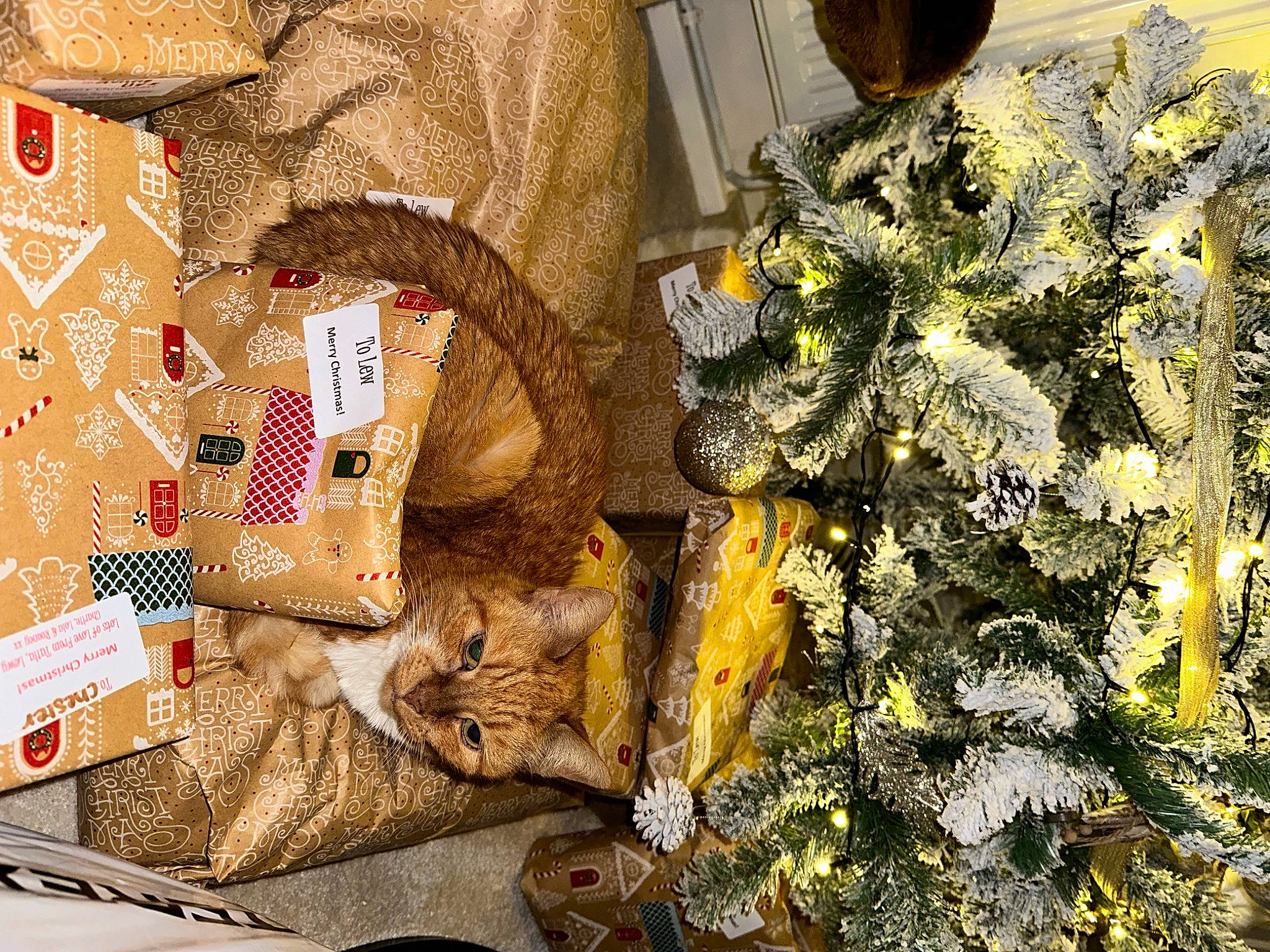 Charlie joined the competition — help win amazing prizes! christmas_ornament, christmas_tree, conifer, event, evergreen, fashion_accessory, fawn, felidae, fir, floral_design, fur, linens, pattern, plant, small_to_medium_sized_cats, textile, tradition, visual_arts, whiskers, wood