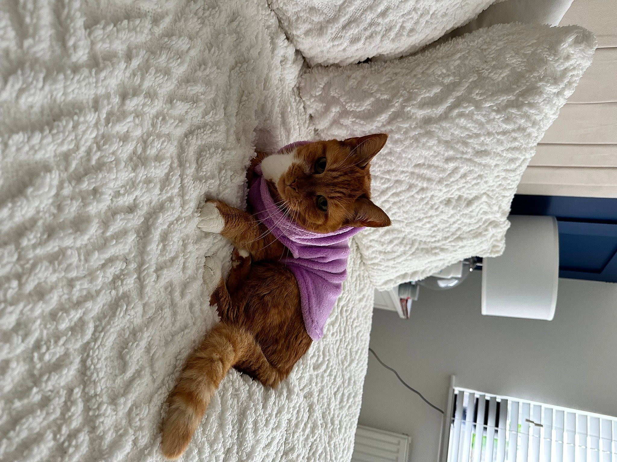 Charlie joined the competition — help win amazing prizes! carnivore, cat, comfort, domestic_short_haired_cat, fawn, felidae, flooring, fur, grey, linens, plant, room, small_to_medium_sized_cats, tail, textile, tree, whiskers, window, wood, wool