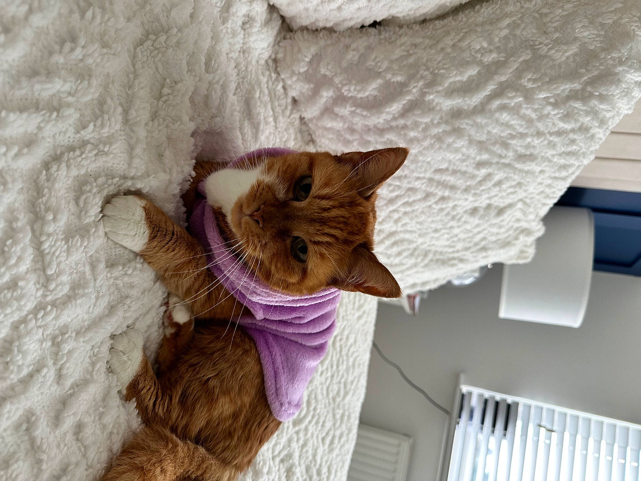 Charlie joined the competition — help win amazing prizes! carnivore, cat, claw, comfort, domestic_short_haired_cat, fawn, felidae, fur, linens, plant, room, small_to_medium_sized_cats, tail, tree, whiskers, window, wood, wool