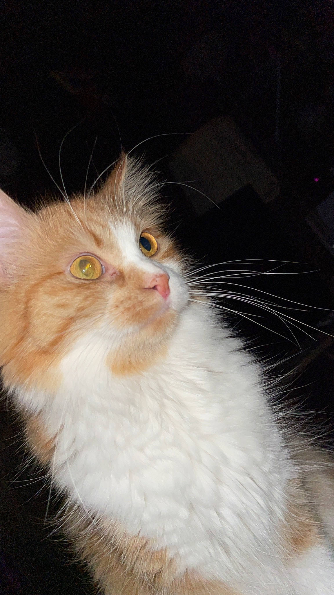 Sundance is registered to the contest to win money with this photo: carnivore, cat, eye, felidae, fur, hair, human_body, iris, plant, small_to_medium_sized_cats, snout, terrestrial_animal, whiskers, window