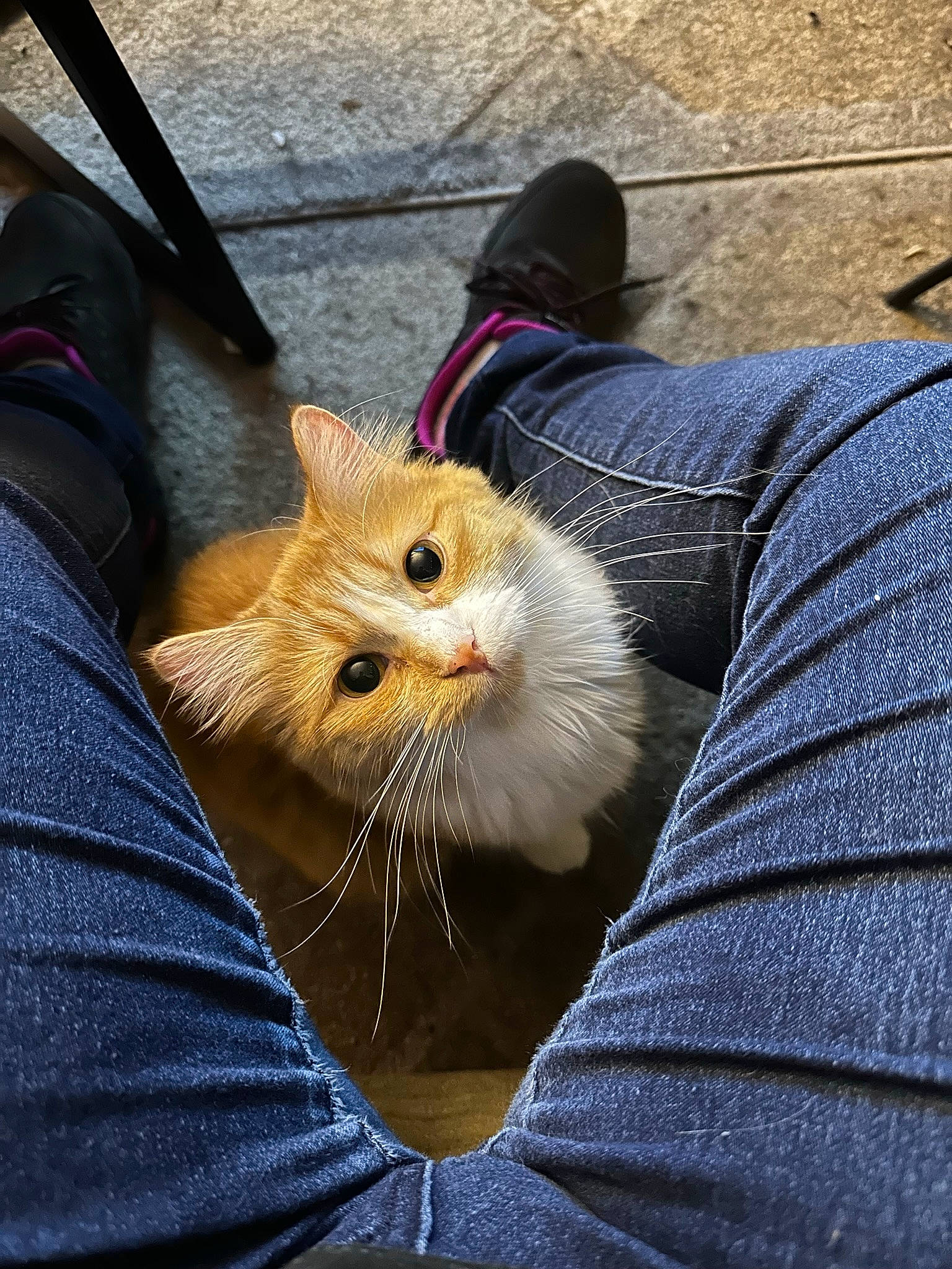 Sundance joined the competition — help win amazing prizes! bag, carnivore, cat, claw, comfort, denim, domestic_short_haired_cat, electric_blue, fawn, felidae, fur, grass, human_leg, lap, paw, sitting, small_to_medium_sized_cats, tail, whiskers