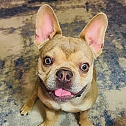 Luigi is registered to the contest to win money with this photo: dog, french_bulldog, pet, animal, canine, ears, tongue, carpet, indoor, cute, looking_up, fur, muzzle, playful, small_dog, domestic_animal, friendly, sitting, expression, companion