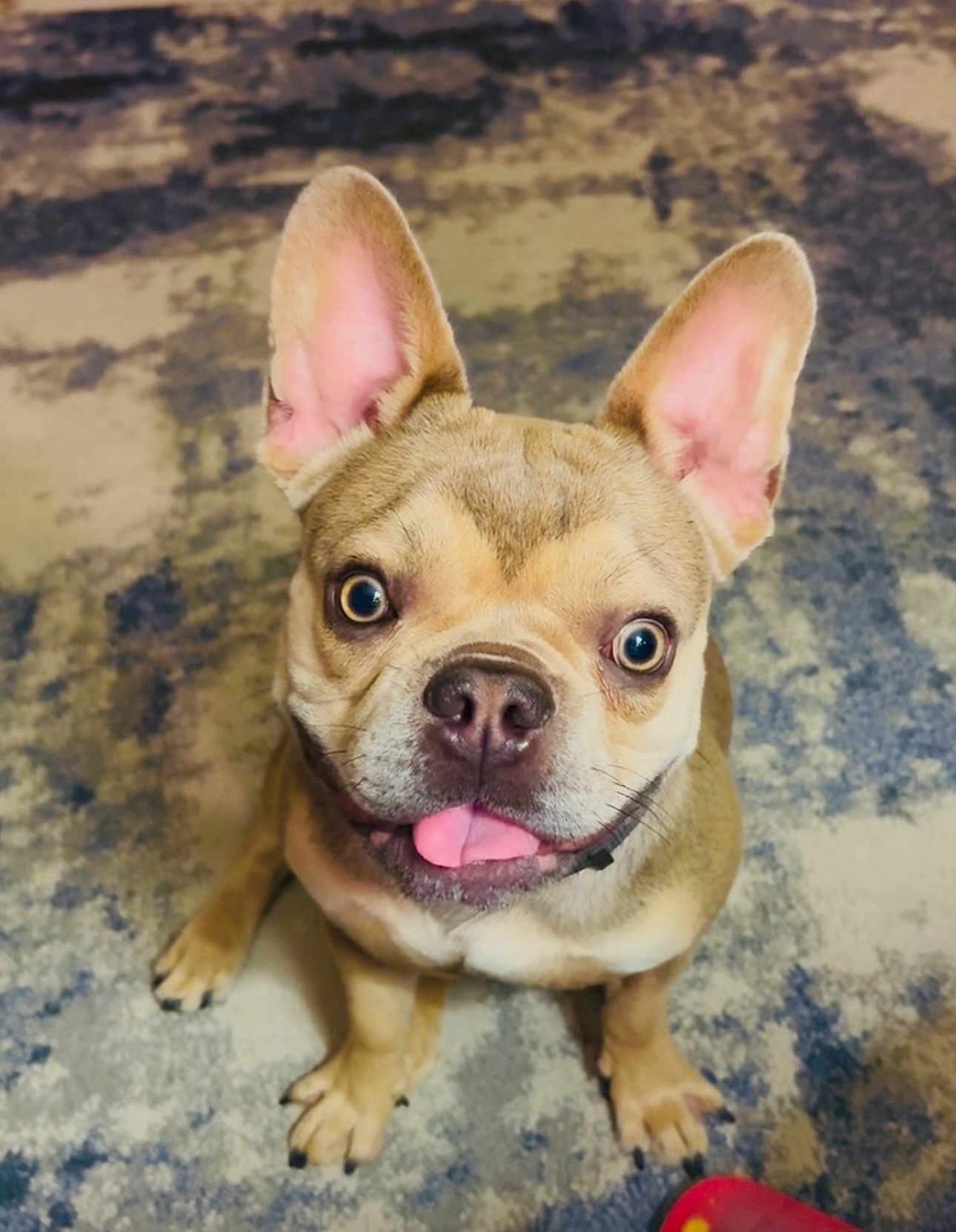 Luigi is registered to the contest to win money with this photo: dog, french_bulldog, pet, animal, canine, ears, tongue, carpet, indoor, cute, looking_up, fur, muzzle, playful, small_dog, domestic_animal, friendly, sitting, expression, companion