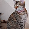 cat, tabby_cat, pink_collar, indoor, tablecloth, crochet, lace, world_map, wall, feline, pet, animal, sitting, looking_away, domestic_cat, fur, ears, whiskers, green_eyes, curious