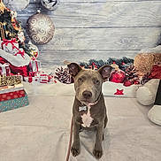Asta is registered to the contest to win money with this photo: dog, puppy, christmas, holiday, ornaments, pinecones, presents, decorations, festive, background, leash, collar, indoor, cute, pet, animal, studio, white_sheet, posing, ears_up