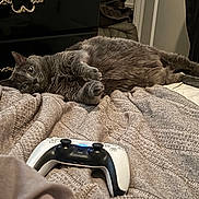 Charlie joined the competition — help win amazing prizes! animal, bedroom, blanket, cat, clothing, cozy, curious, dresser, eyes, furniture, gaming_controller, gray_cat, indoor, laid_back, paw, pet, relaxing, soft, texture, video_game
