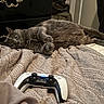 animal, bedroom, blanket, cat, clothing, cozy, curious, dresser, eyes, furniture, gaming_controller, gray_cat, indoor, laid_back, paw, pet, relaxing, soft, texture, video_game