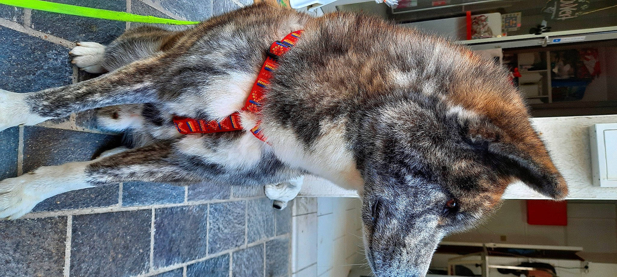 Kenzo a rejoint le concours — aidez-le/la à gagner de superbes lots ! carnivore, cat, claw, collar, dog_breed, domestic_short_haired_cat, felidae, fur, grey, nap, natural_material, sleep, small_to_medium_sized_cats, snout, tail, terrestrial_animal, vertebrate, whiskers, wildlife