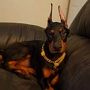 Cruze joined the competition — help win amazing prizes! doberman, puppy, dog, pet, leather_couch, gold_chain, indoor, animal, canine, black_and_tan, ears_up, resting, young_dog, portrait, furniture, home, cute, companion, domestic_animal, relaxed