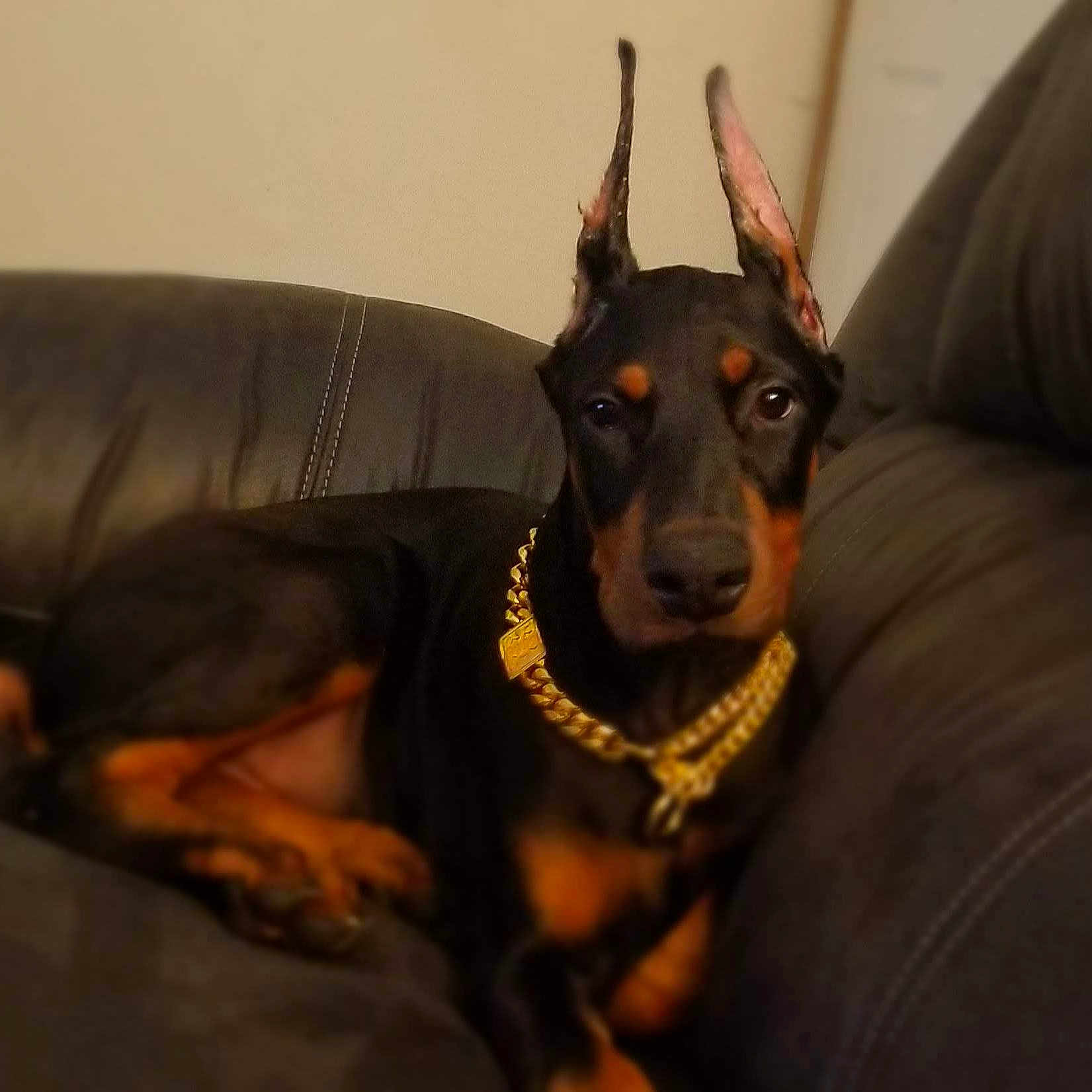 Cruze joined the competition — help win amazing prizes! animal, black_and_tan, canine, companion, cute, doberman, dog, domestic_animal, ears_up, furniture, gold_chain, home, indoor, leather_couch, pet, portrait, puppy, relaxed, resting, young_dog