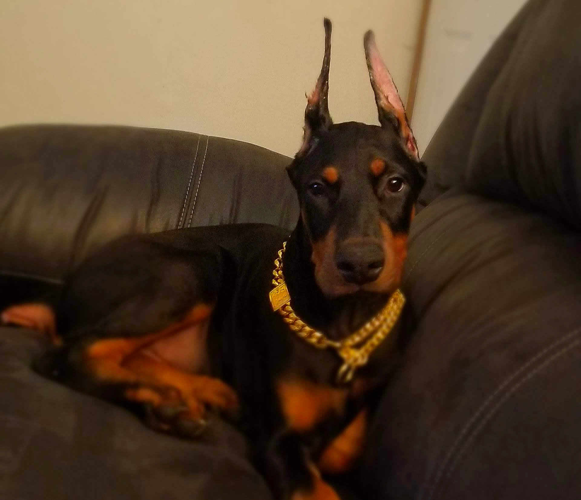 Cruze joined the competition — help win amazing prizes! doberman, puppy, dog, pet, leather_couch, gold_chain, indoor, animal, canine, black_and_tan, ears_up, resting, young_dog, portrait, furniture, home, cute, companion, domestic_animal, relaxed