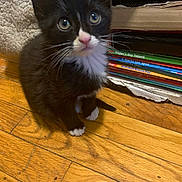 Marie joined the competition — help win amazing prizes! kitten, cat, tuxedo_cat, animal, pet, wooden_floor, books, stack, colorful, indoor, curious, small, whiskers, black_and_white, cute, fur, floorboards, young, domestic_cat, feline