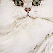 Osmann participe au concours pour gagner de l'argent avec cette photo : asian_semi_longhair, british_longhair, british_semi_longhair, carnivore, cat, close_up, domestic_long_haired_cat, eye, felidae, fur, mammal, norwegian_forest_cat, nose, persian, siberian, small_to_medium_sized_cats, snout, turkish_angora, whiskers, white