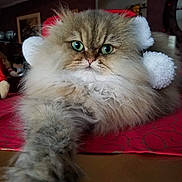 Nice Missy participe au concours pour gagner de l'argent avec cette photo : asian_semi_longhair, british_semi_longhair, carnivoran, cat, cat_like_mammal, domestic_long_haired_cat, fur, himalayan, kitten, mammal, napoleon_cat, persian, ragamuffin, small_to_medium_sized_cats, snout, vertebrate, whiskers