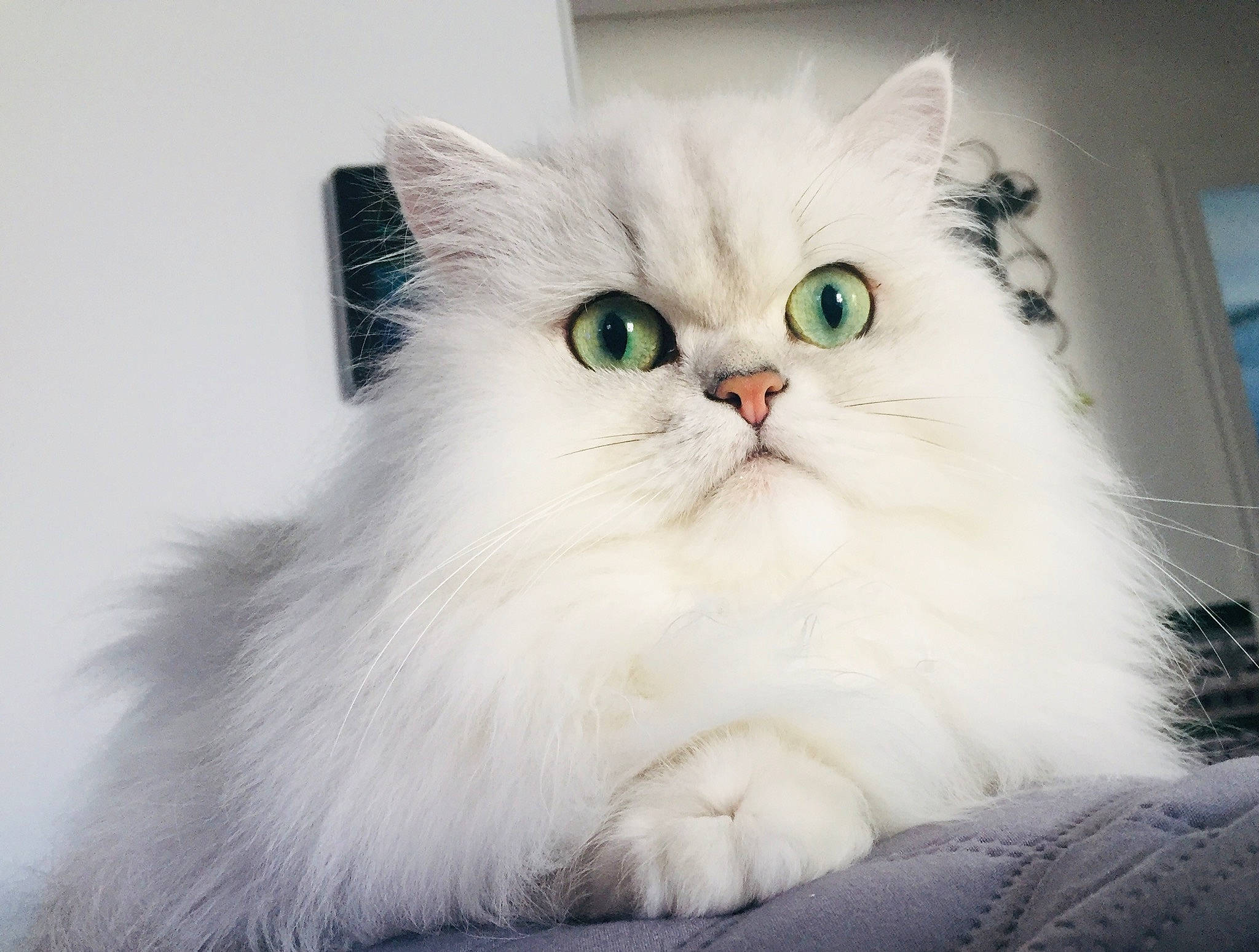 Osmann a rejoint le concours — aidez-le/la à gagner de superbes lots ! asian, asian_semi_longhair, british_longhair, british_semi_longhair, burmilla, carnivore, cat, domestic_long_haired_cat, eye, felidae, fur, kitten, mammal, napoleon_cat, persian, ragamuffin, ragdoll, small_to_medium_sized_cats, vertebrate, whiskers