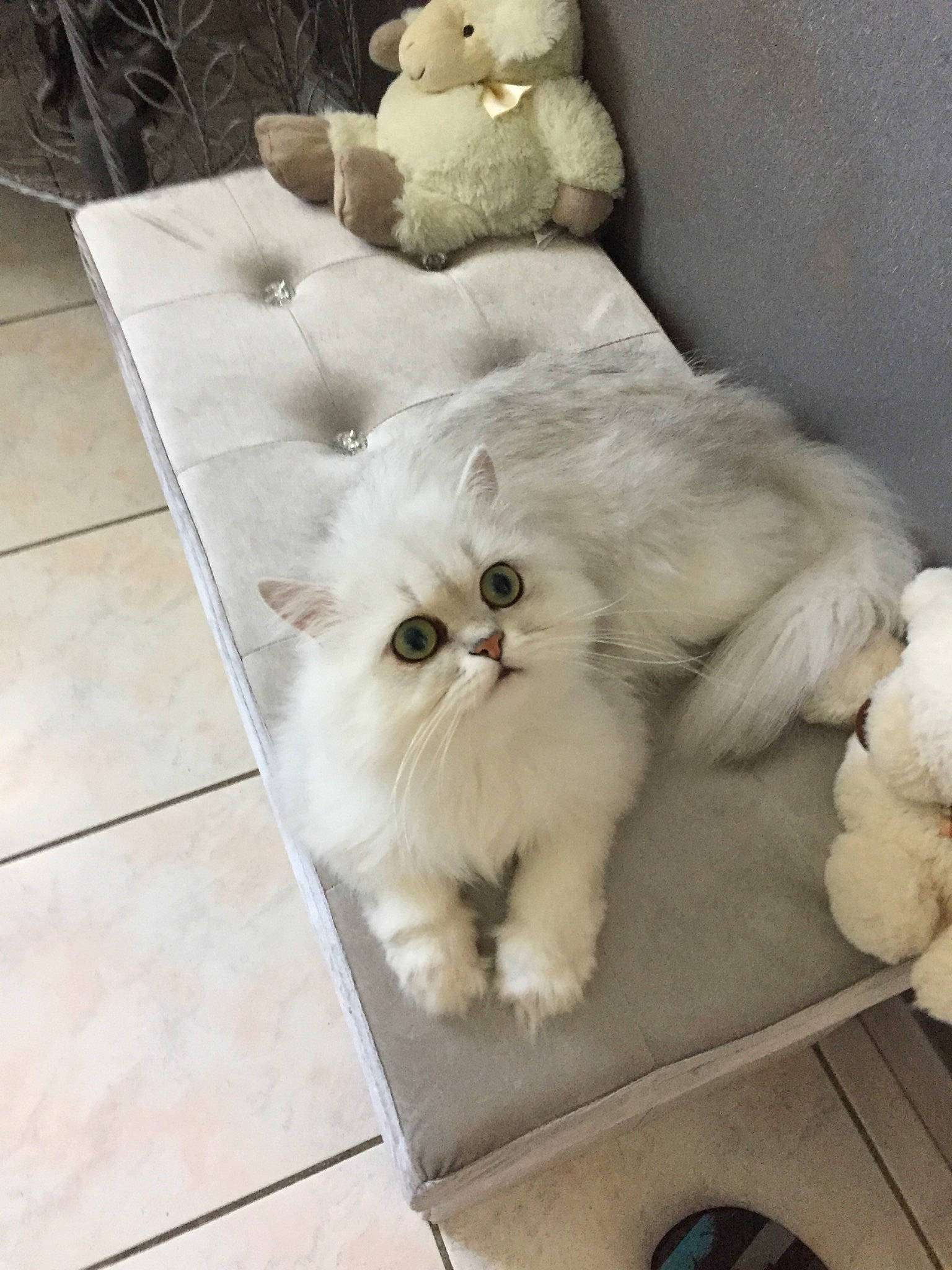 Osmann participe au concours pour gagner de l'argent avec cette photo : asian, asian_semi_longhair, british_longhair, british_semi_longhair, burmilla, carnivore, cat, domestic_long_haired_cat, eye, fawn, felidae, fur, kitten, mammal, napoleon_cat, persian, small_to_medium_sized_cats, turkish_angora, whiskers