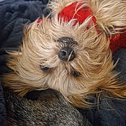 Fella is registered to the contest to win money with this photo: animal, blanket, closeup, companion, cozy, cute, dog, fluffy, friendship, fur, indoor, pet, red_sweater, relaxed, resting, sleeping, snuggle, soft, upside_down, warm