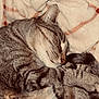 cat, tabby_cat, sleeping, blanket, cozy, pet, fur, whiskers, paw, tail, nap, indoor, close_up, texture, stripes, bedding, relaxed, domestic_animal, soft_fabric, portrait