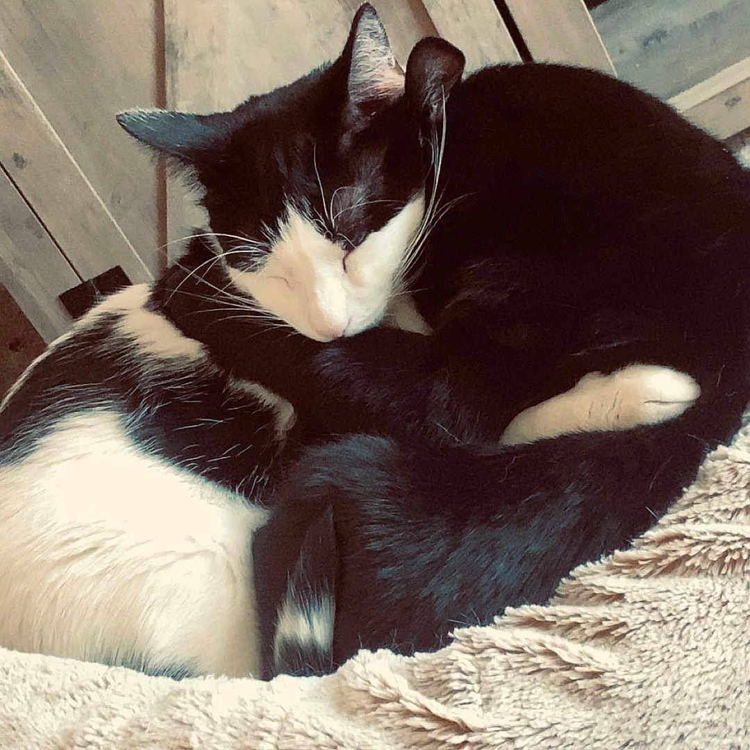 Ace And Binx