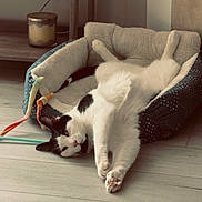 Ace And Binx joined the competition — help win amazing prizes! cat, feline, black_and_white, pet, cat_bed, toy, stretching, paws, indoor, cozy, relaxed, hardwood_floor, shelf, candle, home_interior, whiskers, sleepy, plush, floor, resting