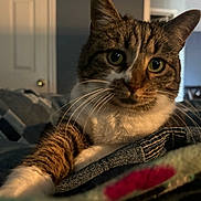 Carly is registered to the contest to win money with this photo: cat, tabby, pet, indoor, bed, blanket, whiskers, close_up, feline, curious, relaxed, animal, mammal, cozy, domestic, cute, portrait, soft_light, room, furniture