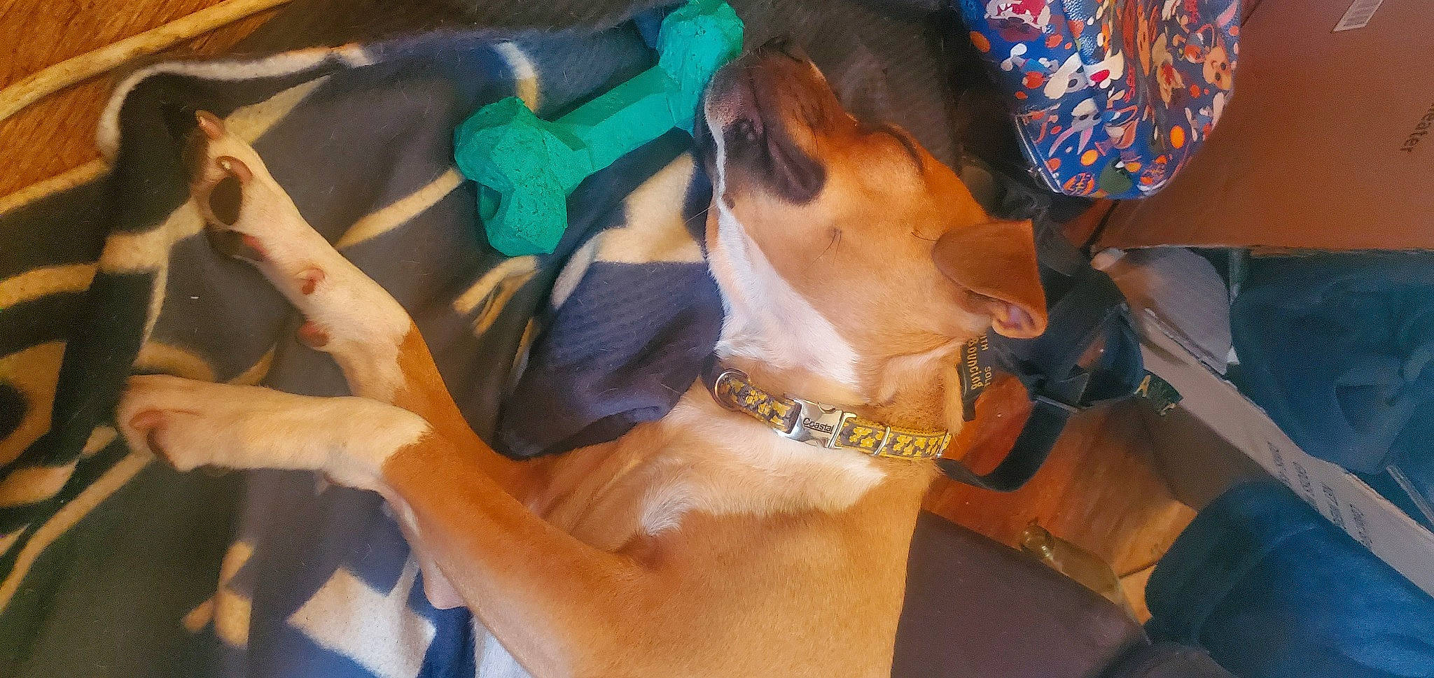 Punkin joined the competition — help win amazing prizes! canidae, carnivore, chest, collar, companion_dog, dog, dog_breed, dog_collar, dog_supply, fashion_accessory, fawn, leash, liver, pet_supply, snout, sporting_group, strap, sunglasses, whiskers, working_animal