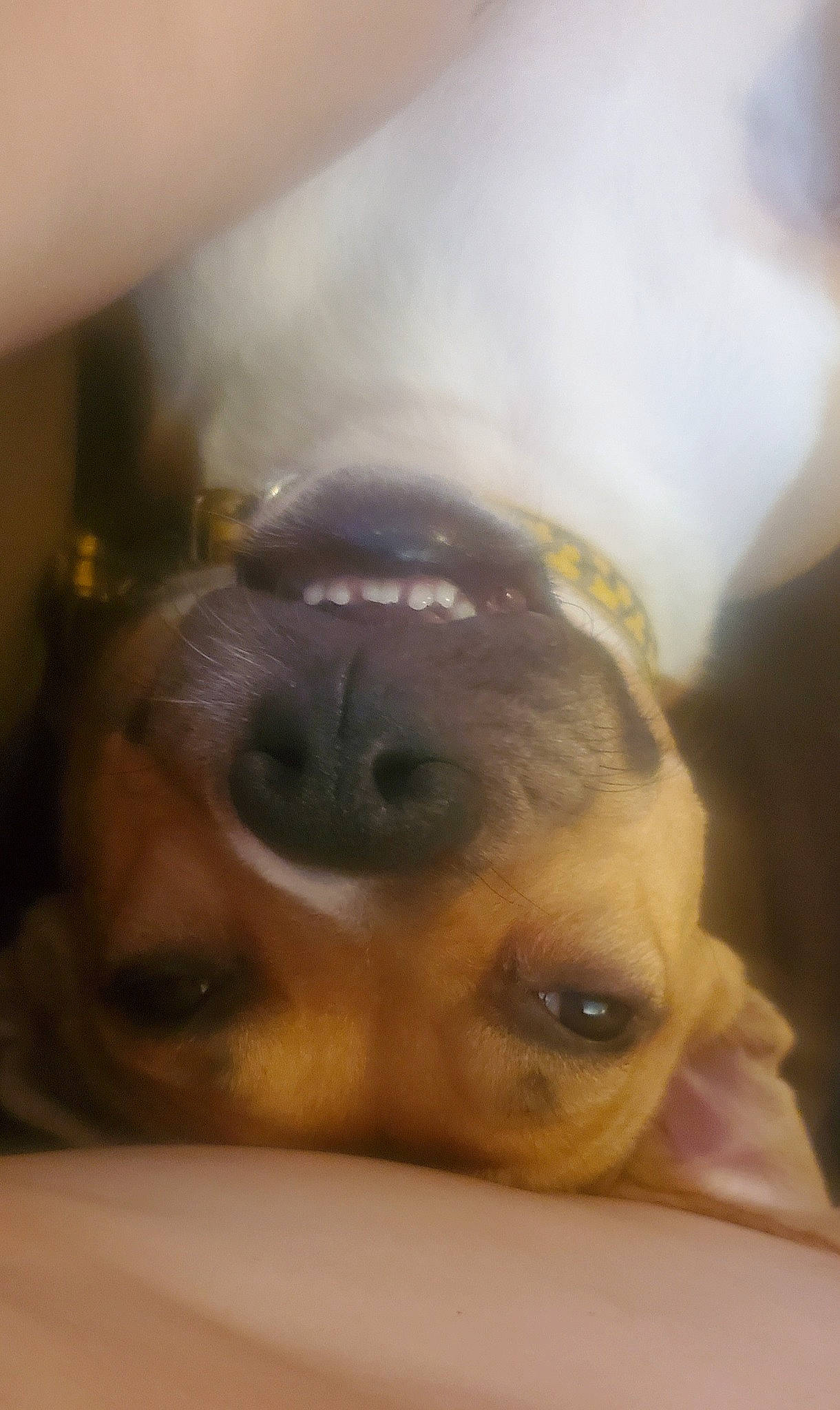 Punkin joined the competition — help win amazing prizes! canidae, carnivore, companion_dog, dog, dog_breed, ear, fawn, fur, guard_dog, jaw, paw, selfie, snout, sporting_group, terrestrial_animal, toy_dog, whiskers, wood, working_animal, wrinkle