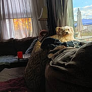 Ginger is registered to the contest to win money with this photo: blanket, cozy, curtain, cushion, daylight, dog, fur, glasses, home, indoors, lamp, living_room, pet, pillow, red_cup, relaxing, sofa, sunlight, table, window