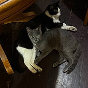 Smokey joined the competition — help win amazing prizes! animals, black_and_white_cat, cat, cats, companions, cozy, curious, domestic_animals, ears, feline, floor, fur, gray_cat, indoor, lying_down, pets, resting, whiskers, wooden_floor, wooden_table