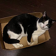 Adorables joined the competition — help win amazing prizes! animal, black_and_white, box, cardboard_box, cat, cozy, curious, cute, domestic, ears, feline, floor, indoor, looking, paws, pet, relaxed, resting, tail, whiskers