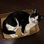 animal, black_and_white, box, cardboard_box, cat, cozy, curious, cute, domestic, ears, feline, floor, indoor, looking, paws, pet, relaxed, resting, tail, whiskers