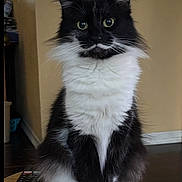 Sylvester joined the competition — help win amazing prizes! cat, black_and_white, fluffy_fur, green_eyes, sitting, wooden_stool, indoor, household, remote_control, curious, pet, feline, portrait, calm, domestic, close_up, whiskers, paws, tabby, cute