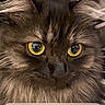 cat, fluffy, yellow_eyes, close_up, portrait, lock_screen, smartphone, notification, clock, striped_background, pet, domestic_animal, feline, alert, digital_display, fur, whiskers, ears, indoor, cute