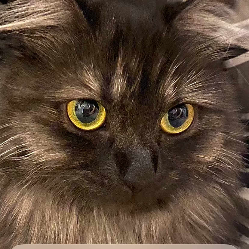 Bailie a rejoint le concours — aidez-le/la à gagner de superbes lots ! cat, fluffy, yellow_eyes, close_up, portrait, lock_screen, smartphone, notification, clock, striped_background, pet, domestic_animal, feline, alert, digital_display, fur, whiskers, ears, indoor, cute