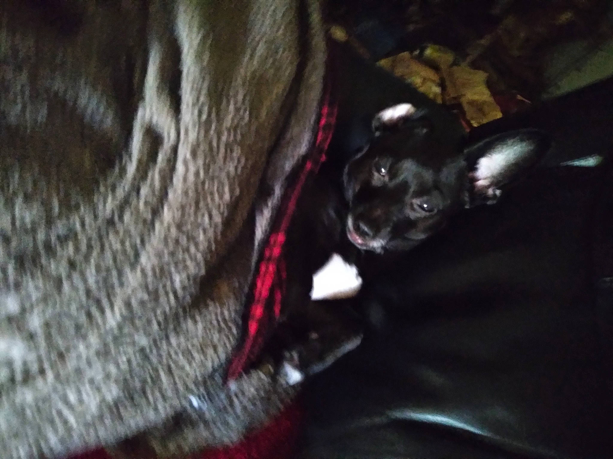 Dobby joined the competition — help win amazing prizes! canidae, carnivore, collar, companion_dog, darkness, dog, dog_breed, dog_collar, fur, guard_dog, liver, non_sporting_group, snout, sporting_group, toy_dog, whiskers, working_animal