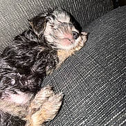 Bentley joined the competition — help win amazing prizes! puppy, dog, sleeping, napping, pet, indoor, sofa, couch, fabric_texture, fur, black_fur, tan_fur, paw, snout, whiskers, close_up, cozy, flash_lighting, resting, curled_up