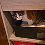 animal, box, brown, cat, cozy, curious, curled, cushion, ears, eyes, feline, furniture, home, indoor, pet, resting, shelf, tabby, white, wood