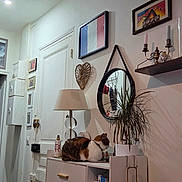 Frida participe au concours pour gagner de l'argent avec cette photo : cabinet, calico_cat, candle_holder, cat, coat, decor, door, framed_picture, furniture, houseplant, indoor, lamp, living_room, mirror, plant, potted_plant, relaxing, television, wall_decor, white_wall