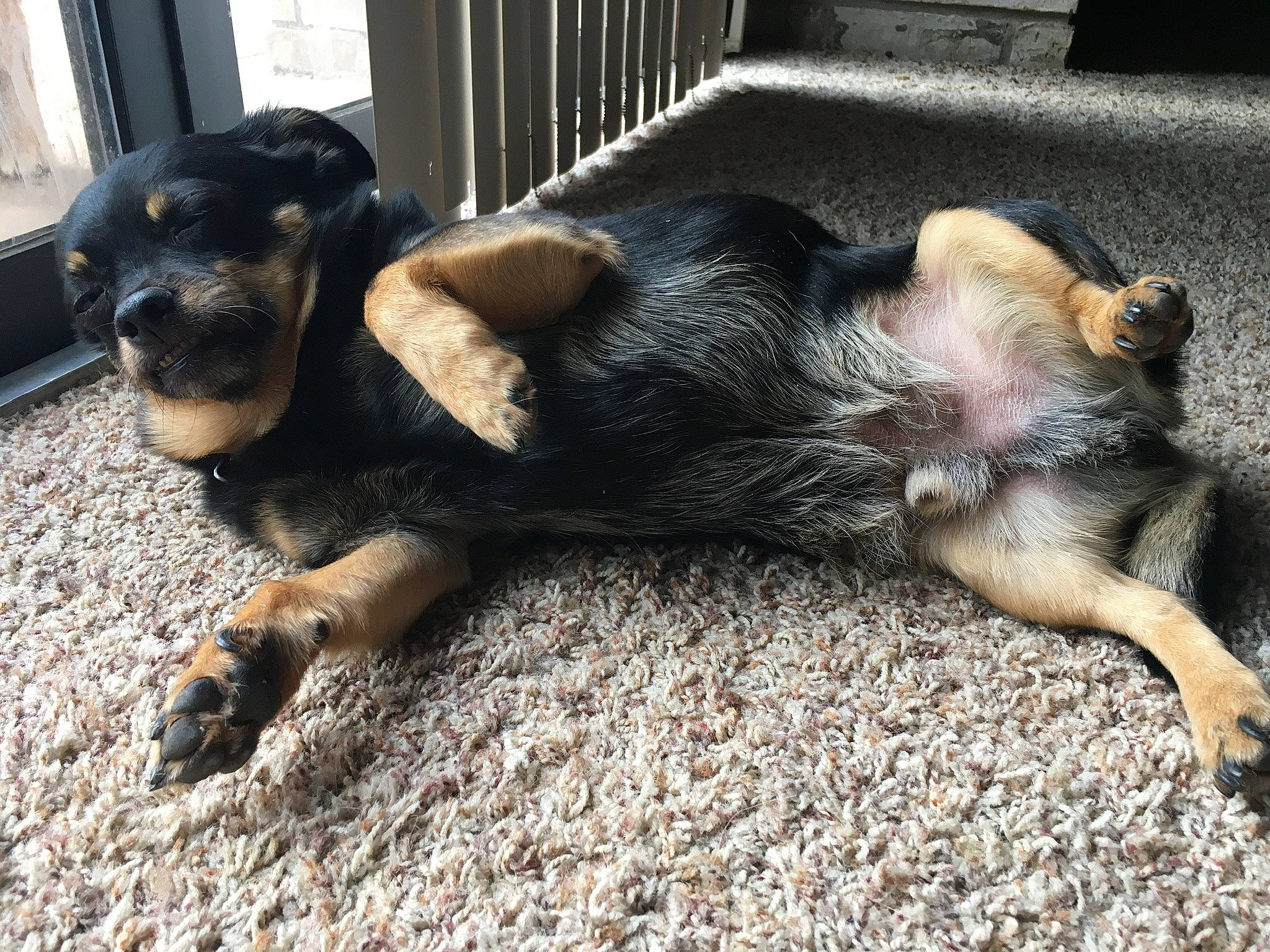 Axel joined the competition — help win amazing prizes! animal_shelter, canidae, carnivore, claw, companion_dog, dog, dog_breed, fawn, fence, fur, guard_dog, paw, pet_supply, puppy, snout, sporting_group, street_dog, tail, terrestrial_animal, working_animal