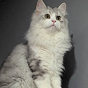 Fripouille a rejoint le concours — aidez-le/la à gagner de superbes lots ! alert, animal, cat, closeup, curious, cute, domestic_cat, feline, fluffy, furry, gray, indoor, long_fur, pet, pink_nose, portrait, shadow, sitting, whiskers, white