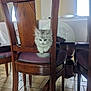 kitten, cat, wooden_chair, furniture, indoor, floor_tiles, pet, curious, fluffy, small, cute, domestic_animal, table, seat, home, animal, looking_down, cozy, brown, light