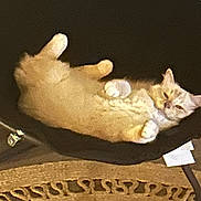 Victoria is registered to the contest to win money with this photo: cat, lying_down, fluffy, cream_color, relaxed, indoor, pet, fur, sleepy, animal, carpet, woven_rug, resting, cute, domestic_cat, whiskers, paws, feline, cozy, home