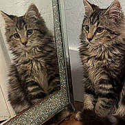 Cielito is registered to the contest to win money with this photo: animal, cat, curious, cute, domestic_cat, feline, floor, fluffy, fur, indoor, kitten, looking, mirror, pet, reflection, sitting, sparkly_frame, tabby, wooden_floor, young_cat