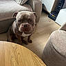alert, animal, brown, bulldog, coffee_table, couch, dog, front_facing, furniture, home, indoors, living_room, pet, pillow, portrait, short-haired, sitting, sofa, white_chest, wooden_floor
