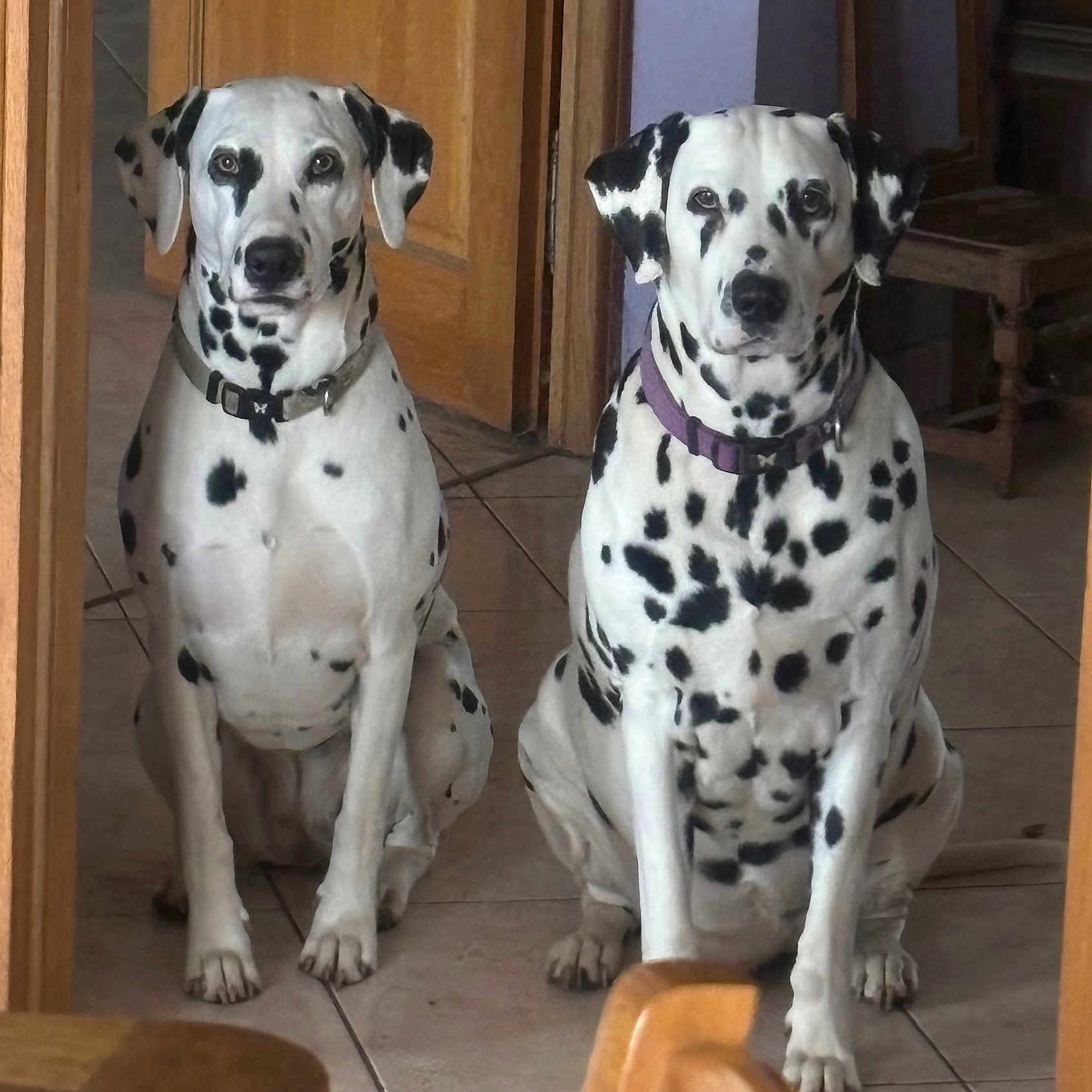 Luna Lilou participe au concours pour gagner de l'argent avec cette photo : animal, canine, dalmatian, dog, pet, puppy