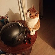 Floki a rejoint le concours — aidez-le/la à gagner de superbes lots ! cat, orange_cat, white_cat, helmet, motorcycle_helmet, table, wooden_table, shadow, indoor, floor, wall, pet, curious, feline, animal, domestic_cat, looking_up, side_view, furniture, still_life