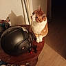 cat, orange_cat, white_cat, helmet, motorcycle_helmet, table, wooden_table, shadow, indoor, floor, wall, pet, curious, feline, animal, domestic_cat, looking_up, side_view, furniture, still_life